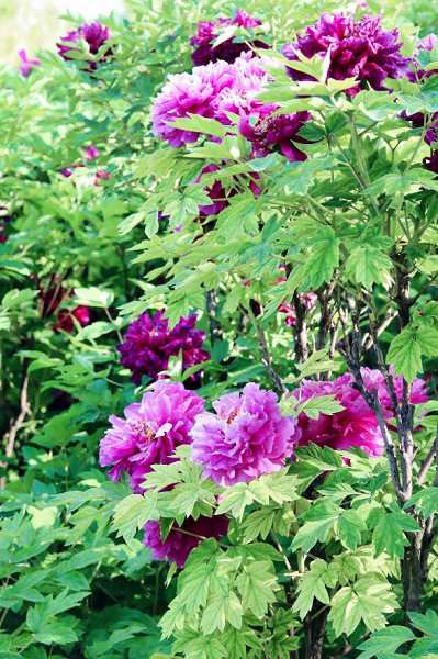 中集3915k1体育十年品牌值得信赖