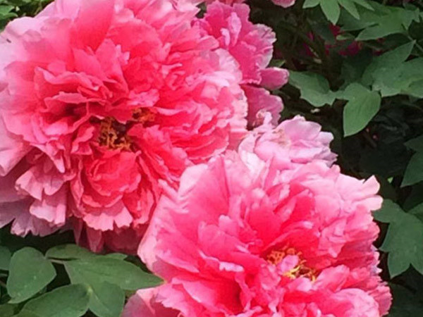 中集3915k1体育十年品牌值得信赖真诚邀约各界朋侪来洛阳指导旅行