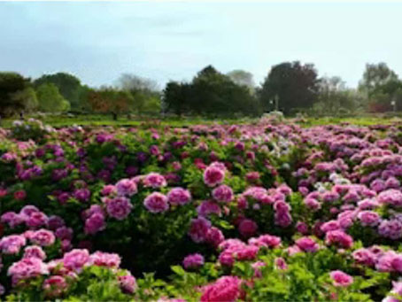 牡丹绽妍 谱写新篇——中集搅拌邀您共赴洛阳春日盛宴