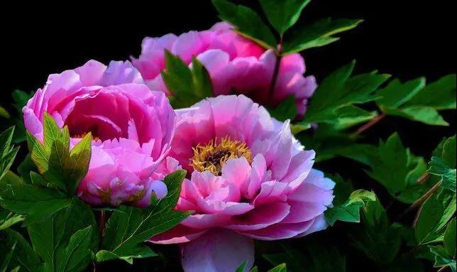 【“豫”见高端 “洛”赏牡丹】您有一封来自3915k1体育十年品牌值得信赖汽车的约请函，请查收！